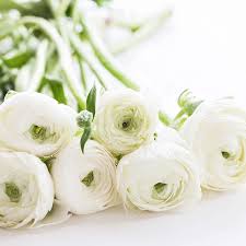 Maybe you would like to learn more about one of these? Amazon Com Crisp White Tecolote Ranunculus White Crisp White Blooms 10 Extra Large Persian Buttercup Bulbs For Planting Size 8 Cm Largest Size Commercially Available Ships From Easy