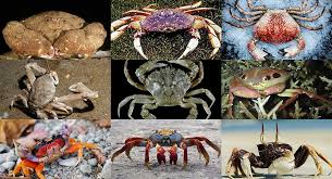 Image result for Cribbia brachyceras