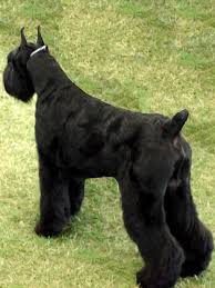 Giant Schnauzer Pictures Giant Schnauzer Resimleri Giant Schnauzer Yavrulari Giant Schnauzer Dogs Schnauzer