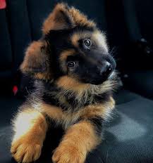 21 Dog Dream Meaning Black White Brown Bite Attack Lost Lifeinvedas