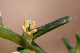 Image result for Salsola rabieana