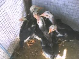 Kotoran ternak sapi miliknya dikumpulkan dalam sebuah tabung pengolahan menjadi biogas sebagai sumber. Peternakan Ayam Bangkok Kediri Jawa Timur Tentang Kolam Kandang Ternak