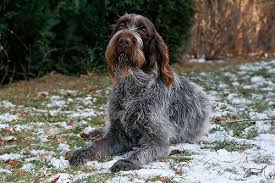 Image result for český fousek stavba těla