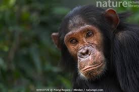 Stock photo of Eastern Chimpanzee (Pan troglodytes schweinfurthii) juvenile  male, eleven…. Available for sale