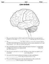 Human Body The Nervous System Worksheet Human Body Worksheets Body Systems Middle School Human Body Systems