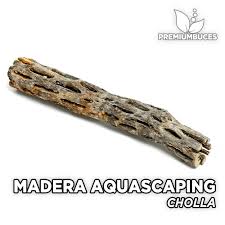 Cholla are very 'traditional' cacti and naturally store water within their structure, so growing cholla requires very little, if any, irrigation. Cholla Wood Premiumbuces