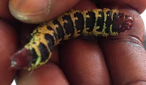 Image result for Caloncoba crepiniana