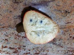 Anamika On Twitter Yes The Fruit From Palmyra Toddy Palm Thati Chettu In Telugu Is Known As Ice Apple Because Of Its Cooling Effect In Summer Mjbhyd A convidada thati lopes, atriz e comediante do porta dos fundos, relembrou um super susto na adolescencia, que quase a. palmyra toddy palm thati chettu in