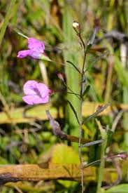 Image result for Gerrardinaceae