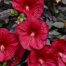 Check spelling or type a new query. Summerific Holy Grail Perennial Hibiscus Hardy Hibiscus Red Flowers Or Flower Parts Almost Eden