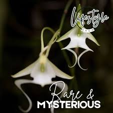 Image result for Microcoelia megalorrhiza