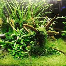 Akvaristan Akvaryum On Twitter Planted Aquarium Aquascape Aquatic Garden