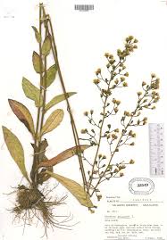 Image result for Hirpicium gazanioides