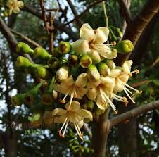 Image result for Ceiba pentandra