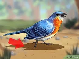 Check spelling or type a new query. Ø±Ø¹Ø§ÙŠØ© Ø·Ø§Ø¦Ø± Ø¨Ø±ÙŠ Ø¬Ø±ÙŠØ­ Ù„Ø§ ÙŠØ³ØªØ·ÙŠØ¹ Ø§Ù„Ø·ÙŠØ±Ø§Ù† Wikihow