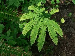 Image result for Adiantum soboliferum
