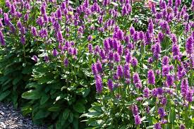 Image result for Stachys nemorivaga