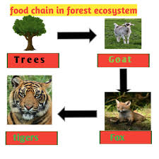 Nutrient recycling, habitat for plants and animals, flood control, and water supply are among t. Food Chain And Food Web Definition Diagram And Examples Biologysir