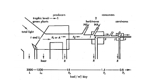 A Simplified Energy Flow Diagram Depicting Three Trophic Levels In A Download Scientific Diagram