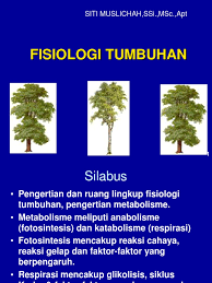 Dalam fisiologi, respirasi didefinisikan sebagai pergerakan oksigen dari udara luar ke dalam sel dalam jaringan, dan transpor karbon dioksida dalam arah yang berlawanan. Metabolisme Pada Tumbuhan Pdf