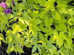 Maybe you would like to learn more about one of these? Sweet Potato Vine Plant Care Growing Guide