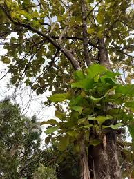 Image result for Cordia torrei