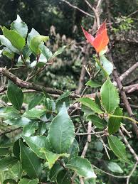 Image result for Scolopia mundii