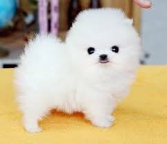 Můžete vybírat z široké škály podobných scén. Pin By Cata Gansca On Animals Cute Small Dogs Tiny Fluffy Dog Fluffy Puppies