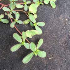 It is known scientifically as portulaca oleracea, and is also called pigweed, little hogweed, fatweed and pusley. The Foraged Foodie Foraging Identifying And Eating Purslane Avoid Poisonous Spurge