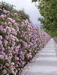 Rosa Constance Spry The First Of David Austin S English Roses Along A Sidewalk In Emeryville California Rose Hedge Rose Garden Design Climbing Roses