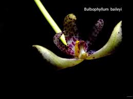 Image result for Bulbophyllum kivuense