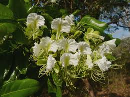 Image result for Berlinia