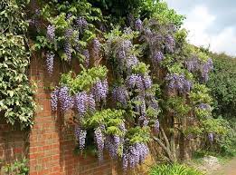 Timeline Photos Rhs Garden Wisley Facebook Landschaftsbau Mit Steinen Pflanzen Pflanzenwand
