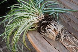 موصلی سفید کے خواص فوائد اور استعمال Houseplants Water Garden Perennials