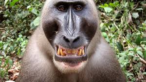 In general, an animal monkey will cost somewhere between $4000 and $8000. Drill Monkeys Facts