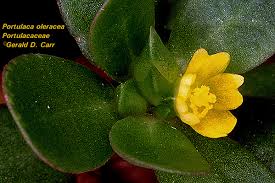 Image result for Portulacaceae