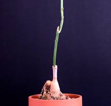 Image result for Monadenium crenatum