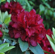 We Do Our Best To Describe What You Will Experience When Your Rhodies Starts Blooming Container Size Age 2 Size Plan Plants Season Plants Plants Under Trees