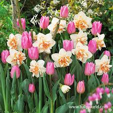 Hours may change under current circumstances Growing Tulips And Daffodils In A Garden Garden Swoknews Com