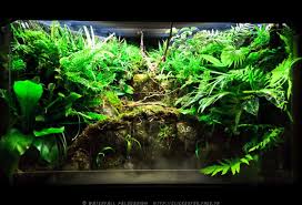Paludarium Tropical Vivarium Aquascape Dart Frog Vivarium