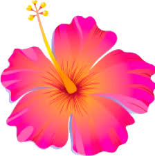 Maybe you would like to learn more about one of these? Pink Hibiscus Flower Clipart 513x519 Png Clipart Download