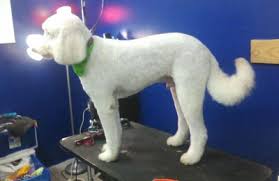 Veterinary clinic for low income pet owners. Blue Angel Pet Salon 2 2639 W Michigan Ave Pensacola Fl 32526 Yp Com