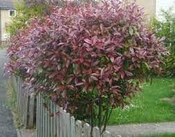 Photinia (red robin) kay is usually grown for its beautiful red leaves and these appear on newly formed shoots and regular pruning will encourage new shoots and obviously new red leaves. Expert Advice On Growing Red Robin Photinia In The Uk
