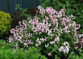 It had pink to white flowers with 5 petals in many clusters and serrated leaves: Pretty In Pink 10 Shrubs With Pink Flowers Birds And Blooms