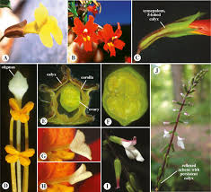 Image result for Scrophulariaceae