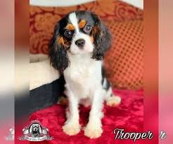 Black And Tan Cavalier King Charles Spaniel Puppies For Sale Near Me Cavalier King Charles Spaniel Puppy For Sale In Miami Fl Usa Adn King Charles Cavalier Spaniel Puppy Spaniel Puppies For Sale Cavalier King Charles Spaniel