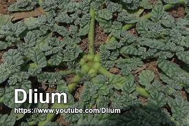 Image result for Coldenia procumbens