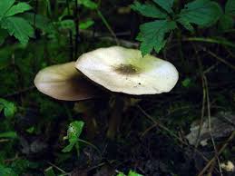 Image result for Coprinus micaceus