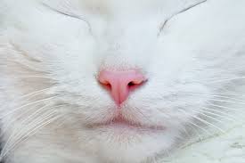 猫の『鼻息』が荒くなるシチュエーション5つ | ねこちゃんホンポ