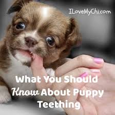 In this case, you can make frozen beef or chicken broth ice cubes as an alternative. What You Should Know About Puppy Teething I Love My Chi